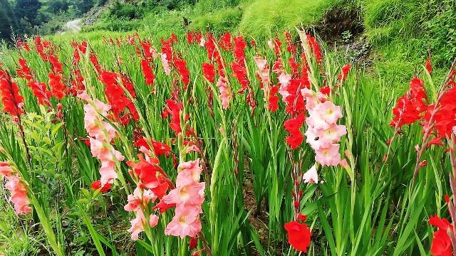 Gladiolus flower - Yogesh kimothi