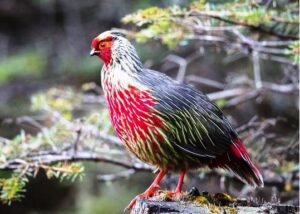 Blood Pheasant - state bird of sikkim