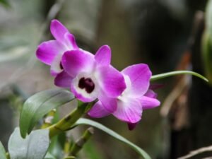 orchid - state flower of sikkim
