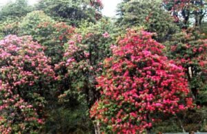 Rhododendron Niveum - state tree of sikkim