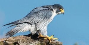 Baaz (Northern Goshawk)