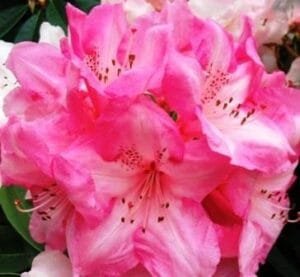 Pink Rhododendron