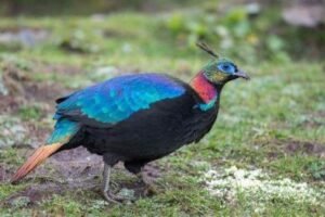 State Bird Of Uttarakhand