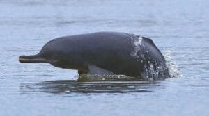 indus river dolphin