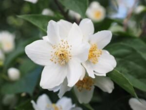 State Flower of Andhra Pradesh: Common Jasmine
