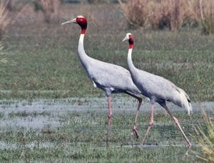 State Bird of Uttar Pradesh