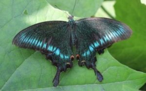 State Butterfly of Uttarakhand